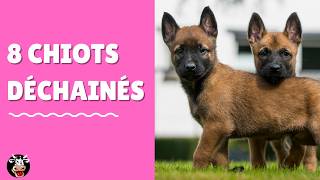 Adorables Bebes Malinois Qui Jouent Pure Race A 6 Semaines Youtube