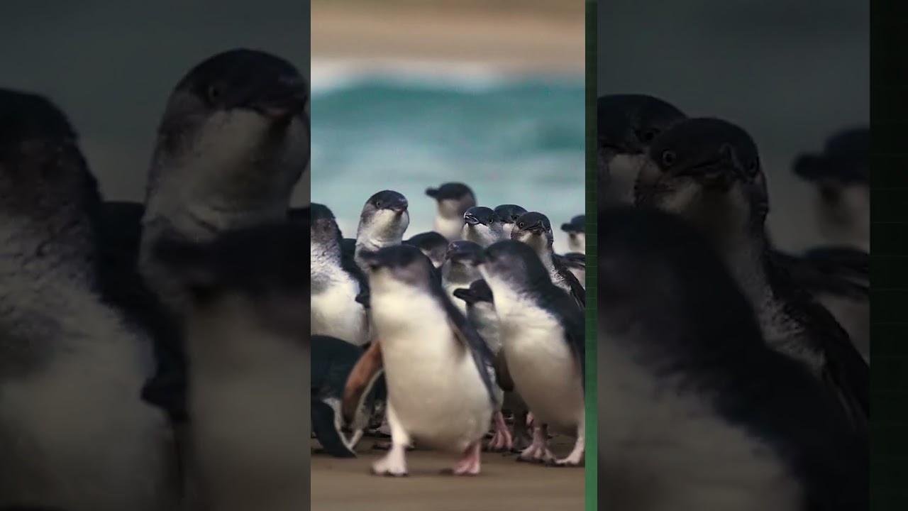 Scott Hanson's Melbourne highlights | Penguin Parade