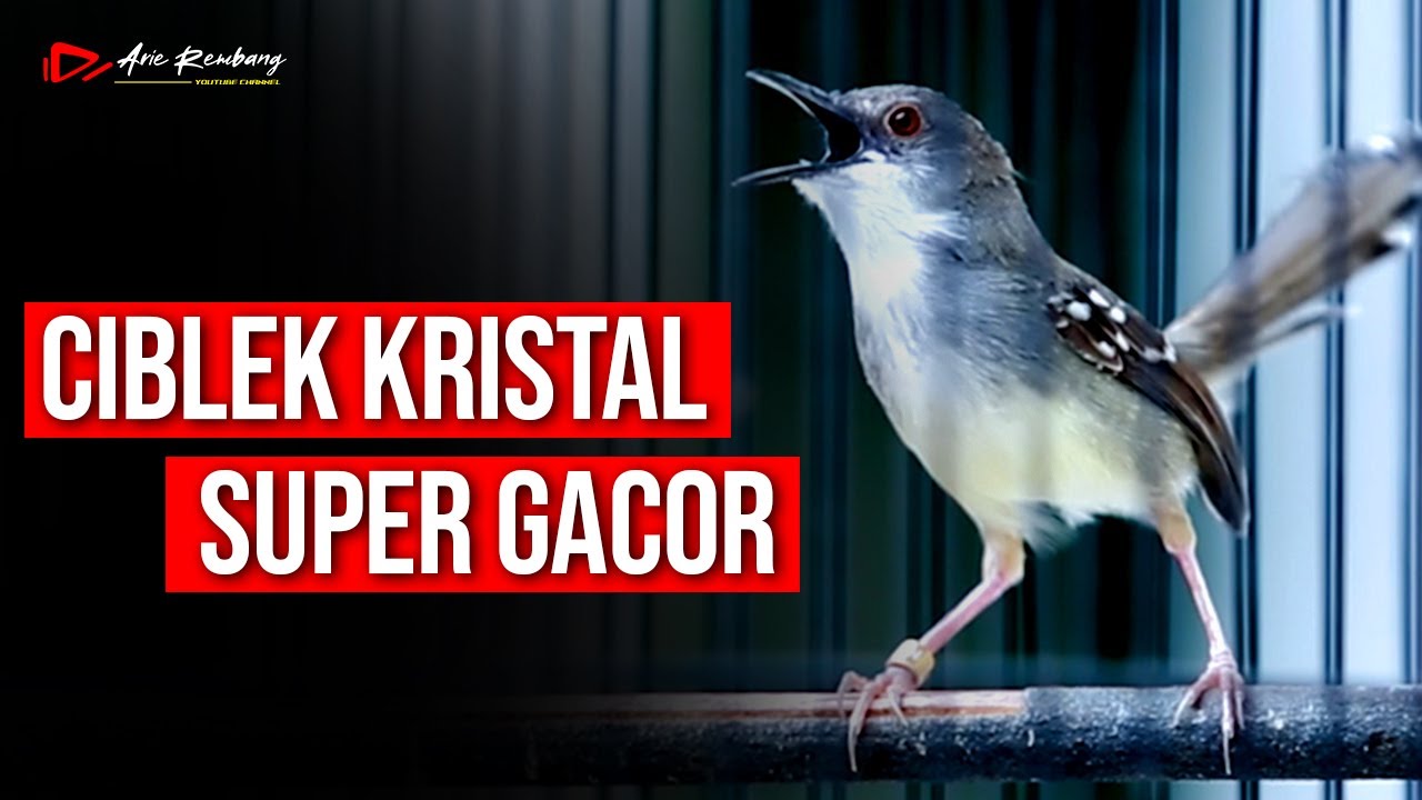 MASTERAN CIBLEK KRISTAL GACOR