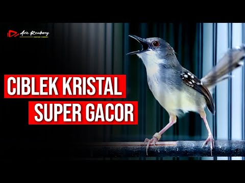 CIBLEK KRISTAL GACOR  | SUARA VARIASI Cocok Untuk PANCINGAN dan MASTERAN BURUNG
