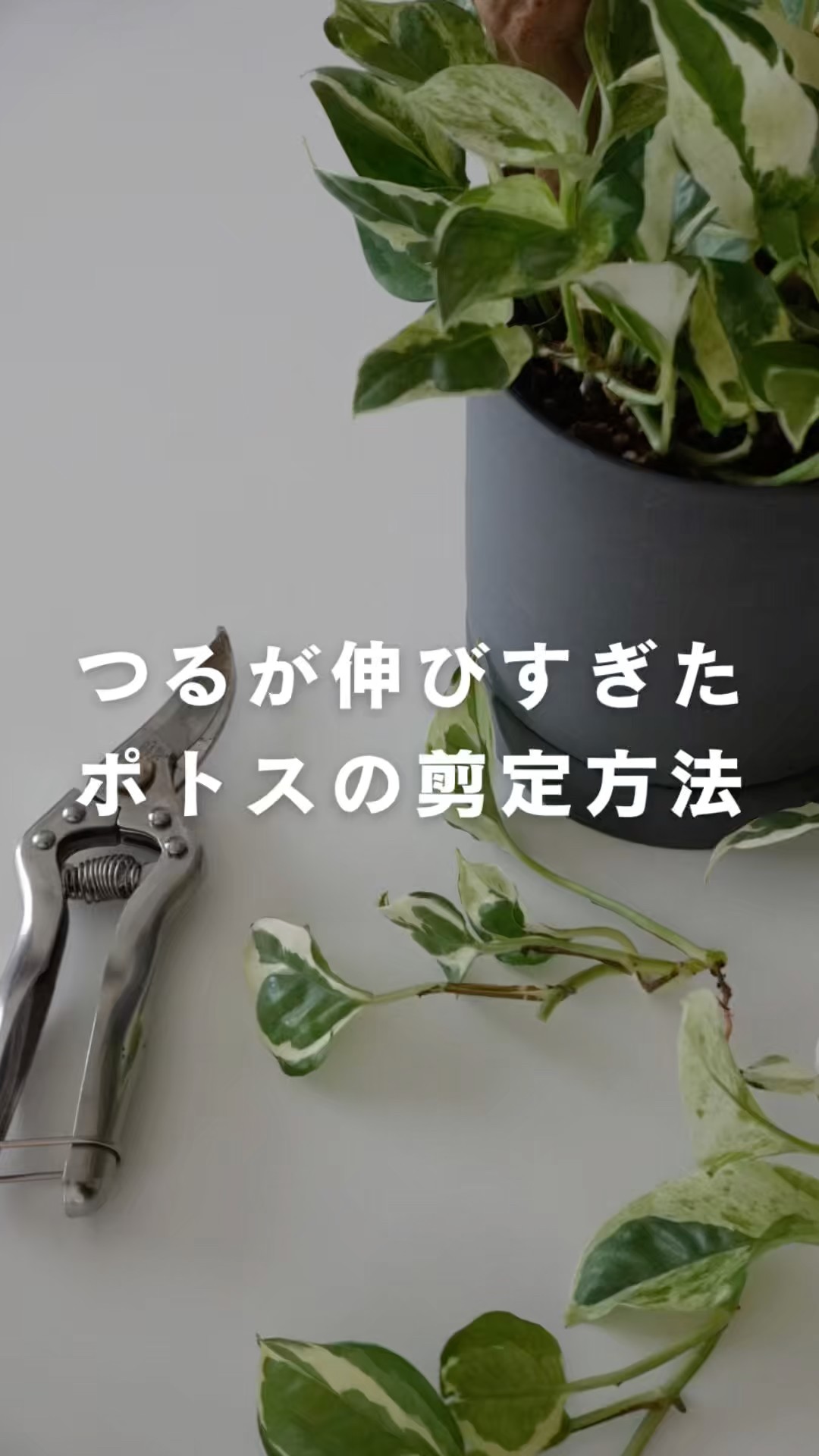 How to Prune Pothos #Pothos - YouTube