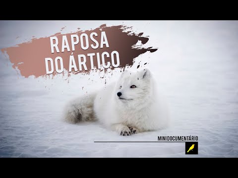 Vídeo: Raposa Do Ártico Caminha Da Noruega Para O Canadá