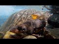 南アルプスの魅力【渓流釣り】