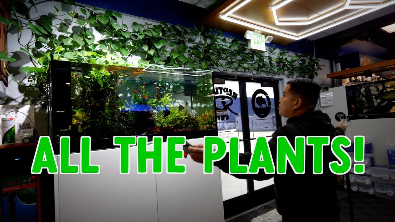 HOW TO ADD PLANTS TO YOUR AQUARIUM AND BIOACTIVE SET-UP | UNS | REDSEA | SEACHEM