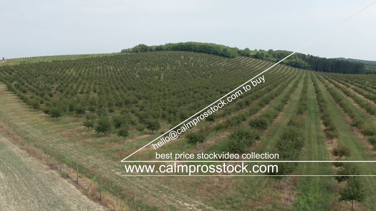 Pine Valley Christmas Trees aerial drone stock video 🙂 CalmprosSTOCK