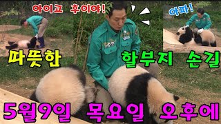 에버랜드 판다월드 2024년 5월 9일 목요일 ☆할부지 의 따뜻한 손길 ☆루이 후이 집에가자 😂😅 by panda stick 월드 28,866 views 7 days ago 11 minutes, 46 seconds