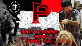 Ponce Bully & Frenchie Show ( Septiembre 2023 ) Actividad Famous Paw Fashion Show & Expo ( Recap )