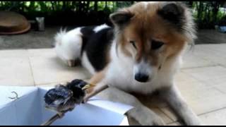 Baby Myna Bird Meets Sweet Bangkaew Dog For The First Time. ลกนกเอยงเจอนองหมาบางแกว ครงแรก