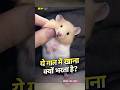 ये छोटा जानवर ऐसे करता है खाना स्टोर 😳 | Hamster Secret | #facts