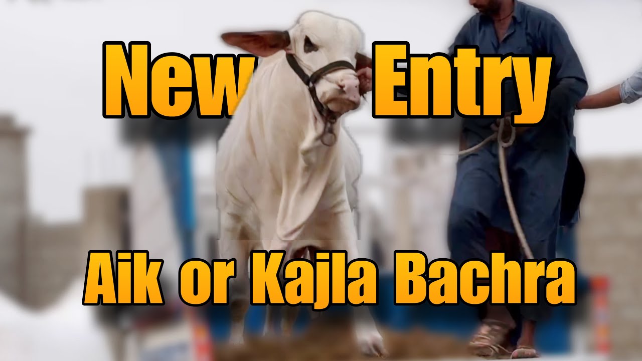 Raja Unhide For All Of You 😘 | Big Bull 😍 New Entry At Karim’s Cattle Farm | AR Maani