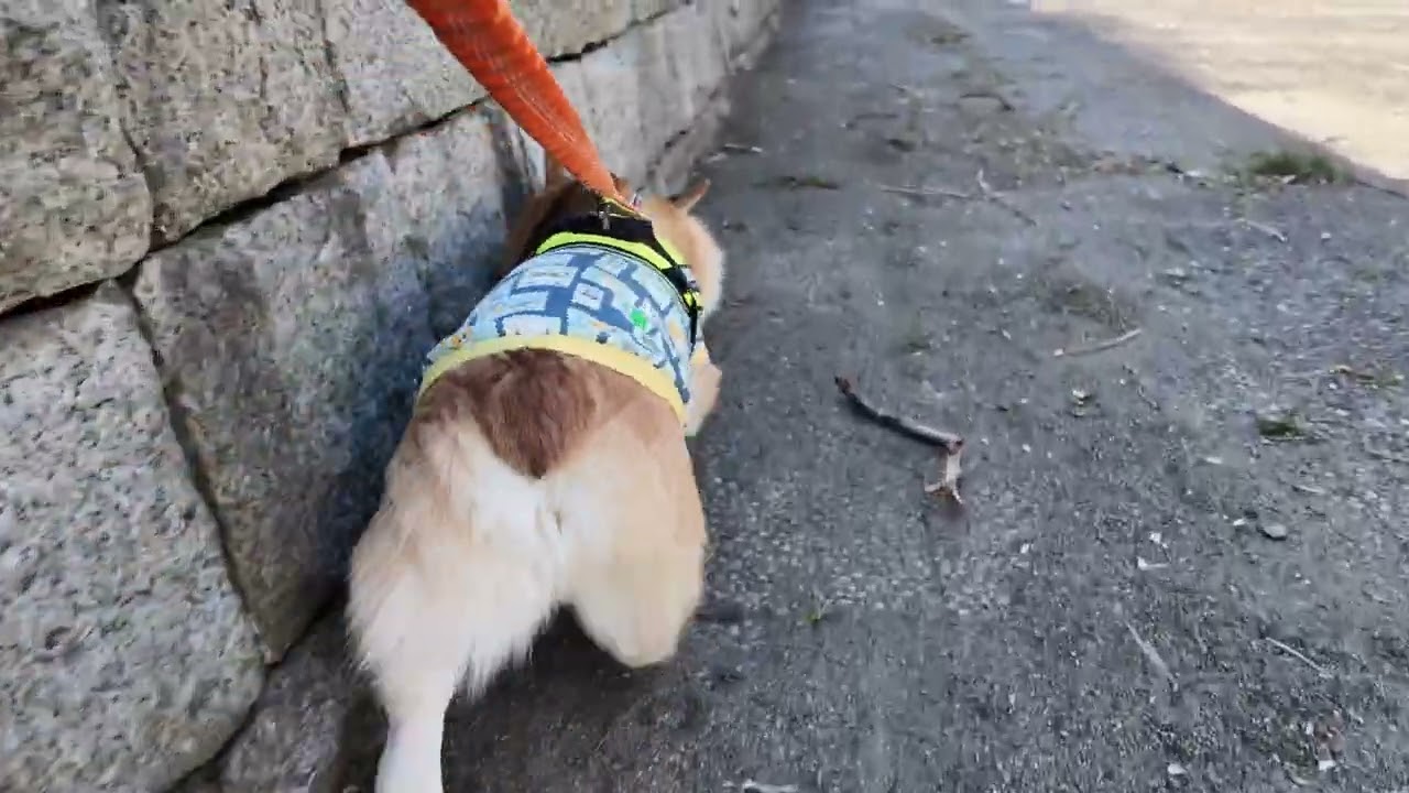 おさんぽるんるん🎶