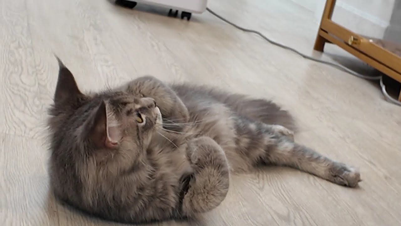 มีอาชีพเล่นแมวคาเฟ่