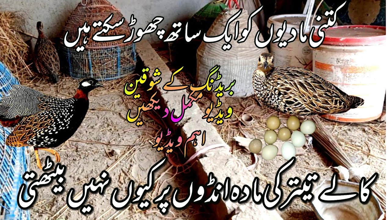 کالے تیتر کی مادہ انڈوں پر کیوں نہیں بیٹھتی | کالے تیتر کی مادہ کو انڈوں پر کیسے بٹھایا جائے |