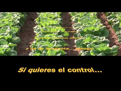 Vídeo musical Ampligo insecticidal dust
