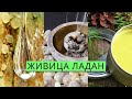 281.ЖИВИЦА. Рецепты ЛАДАНа, жвачки, конфет, мази, бальзама и т.д.