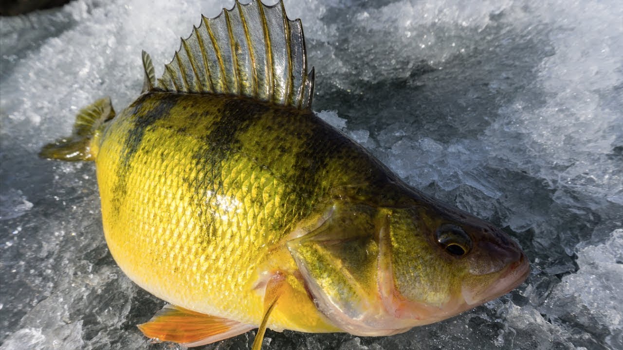 Minnesota Ice Fishing Jumbo Perch YouTube