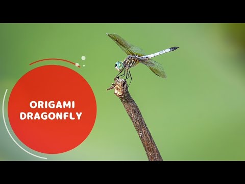 Wideo: Modrzewiowe Origami