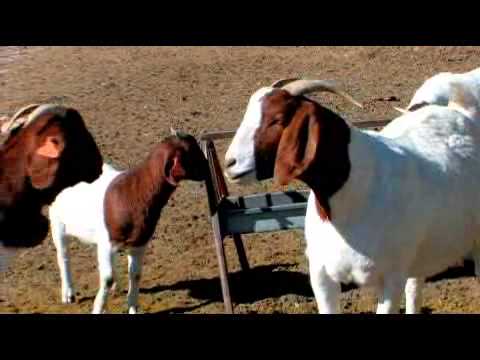 Vídeo: Pet Pygmy Goat Care e Construindo uma Caneta de Cabra