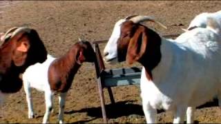 How to Build a Goat Pen