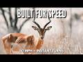 Built for Speed 50 MPH Impala