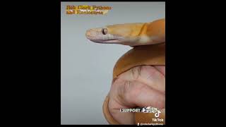 Famous 2021 Lavender Platinum Goldenchild Retic Net Worth