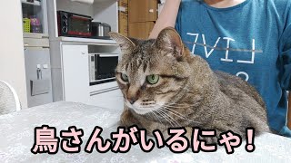 動画を真剣に見る猫 #キジトラ #猫 #猫のいる暮らし