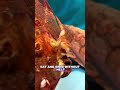 this stuff is rock hard a nightmare for the turtle #delicous #food #cooking #streetfood #foryou