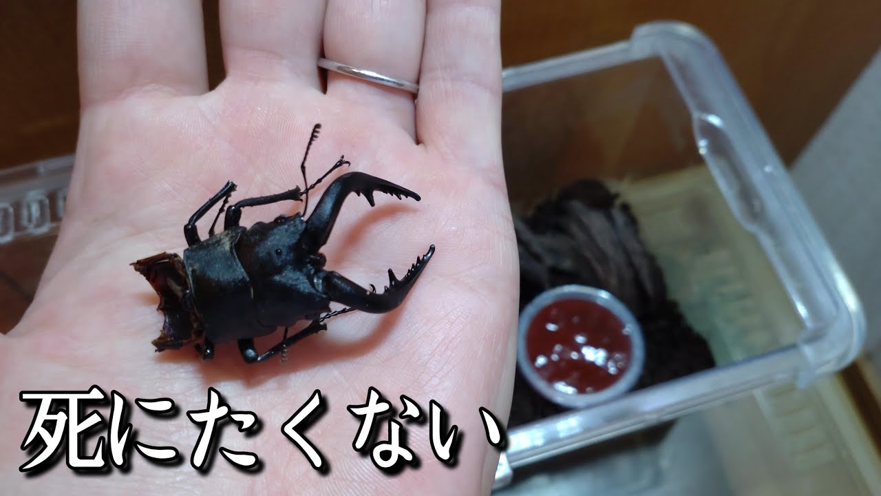 Can a Miracle Happen for the Half-Stag Beetle I Found on the Road