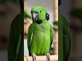 Parrot tech support Electricity Light switch.
