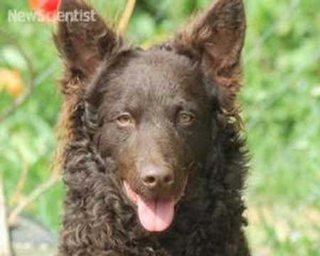 health insurance Dog's bark means more than its bite