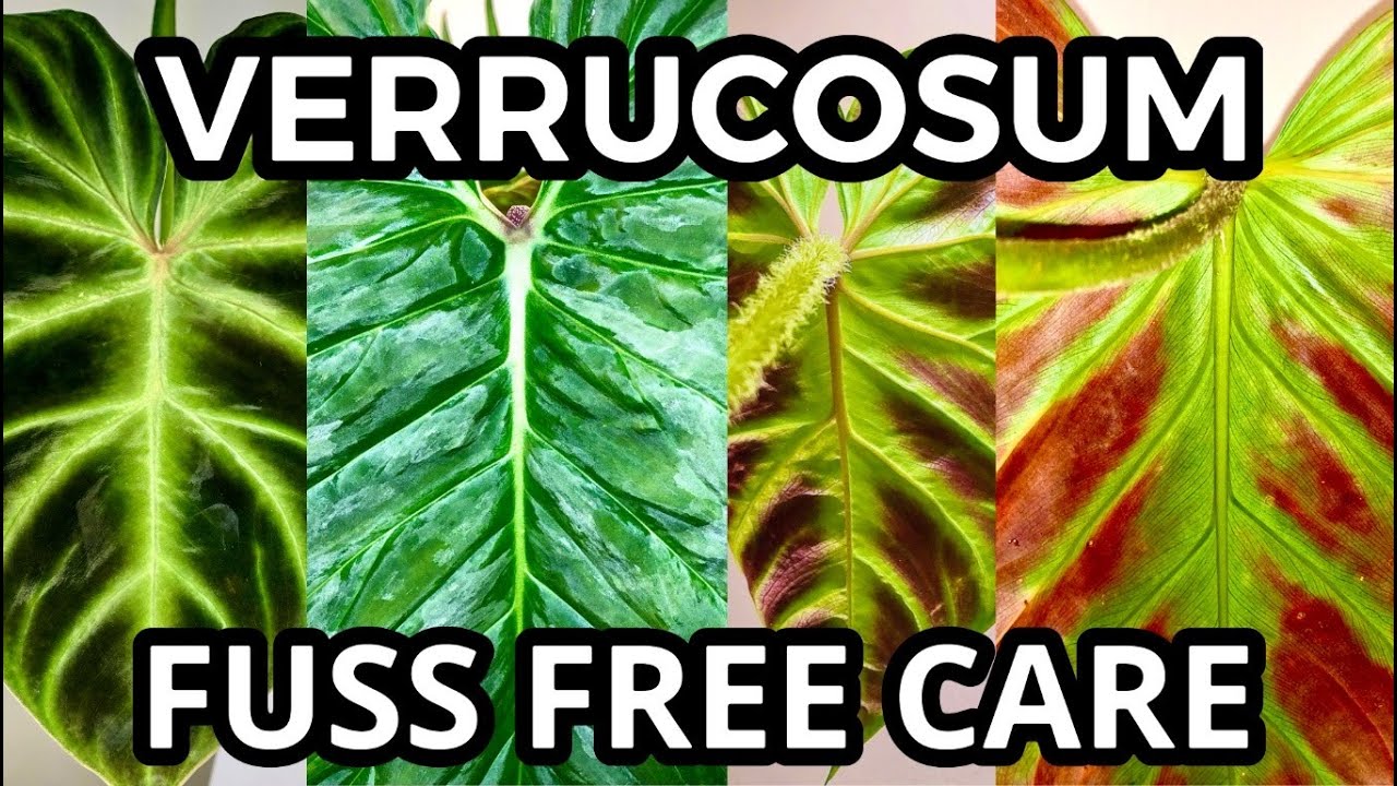 Philodendron Verrucosum Fuss-Free Care Tips | Grow verrucosum & its hybrids in your home with ease