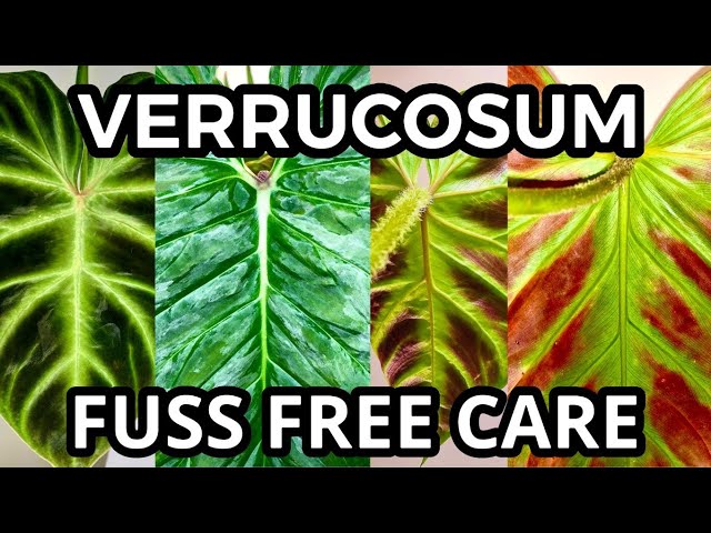 philodendron melanochrysum preis PHILODENDRON MELANOCHRYSUM online kaufen bei potflourri