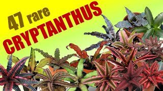 47 CRYPTANTHUS SPECIES / HERB STORIES