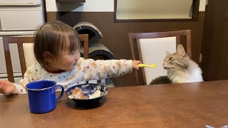 パパの誕生日に席を取るのに忙しい猫 ノルウェージャンフォレストキャットA cat sitting on a chair. Norwegian Forest Cat.