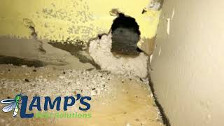 What Does a Mouse Hole Look Like And What Kind Of Damage Do They Cause?