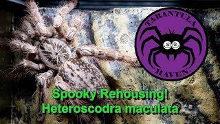 Spooky Rehousing!  Heteroscodra maculata