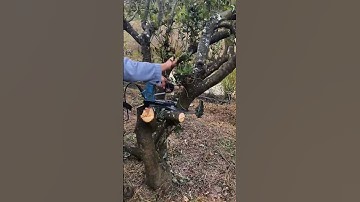 Smart idea of super sharp machine to cut tree branches #shorts