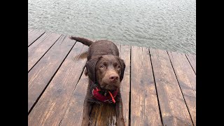 Doug the Labrador x Cocker Spaniel - 2 Weeks Residential Dog Training
