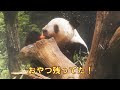 3/5レイレイ取り忘れたオヤツを発見！嬉しそうに食べてたgiantpanda @tokyo 上野動物園
