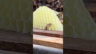 Wow! Worker bee is checking cells prepared drop honey #honeybeesting #workerbee #beekeeping #honey