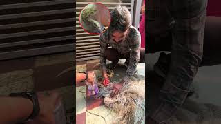 Deadly Russell’s Viper Trapped in Net