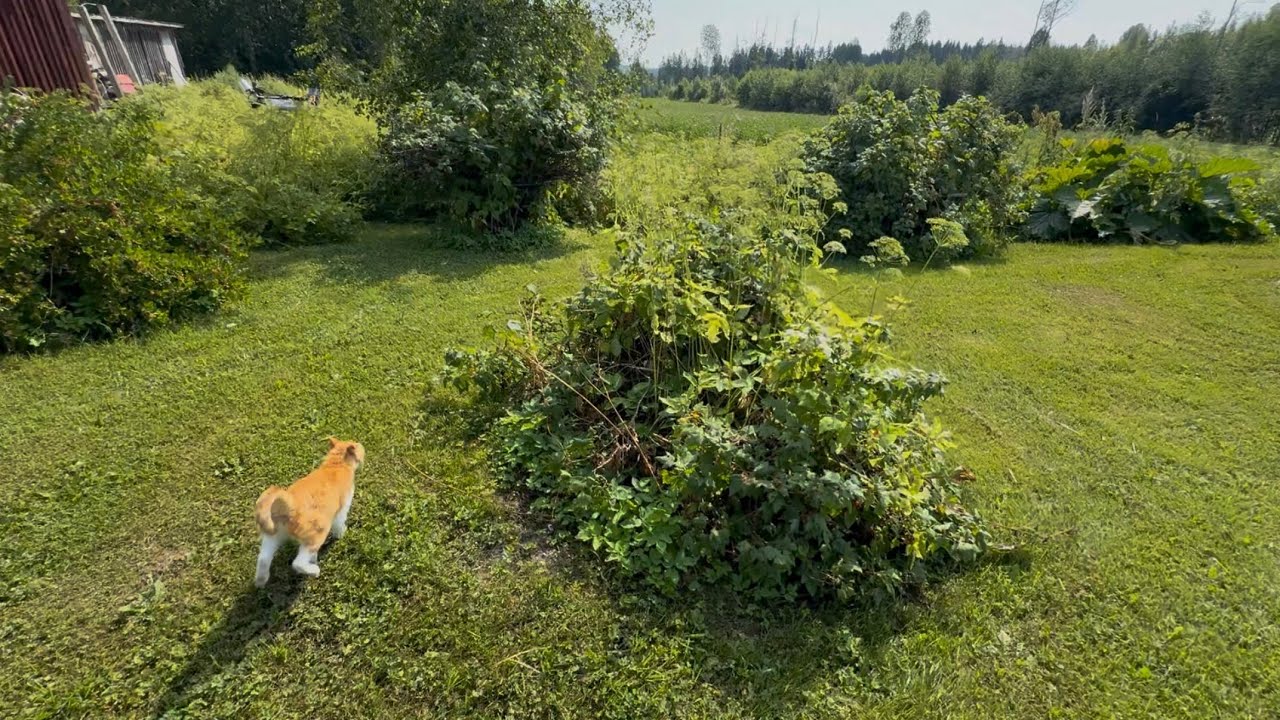 Joko karviaisia kierros Hilman kanssa😋😻