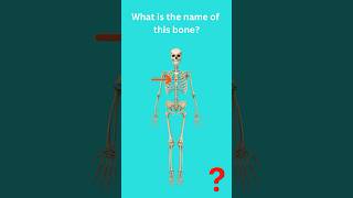 What Is The Name Of This Bone Between The Ribs?