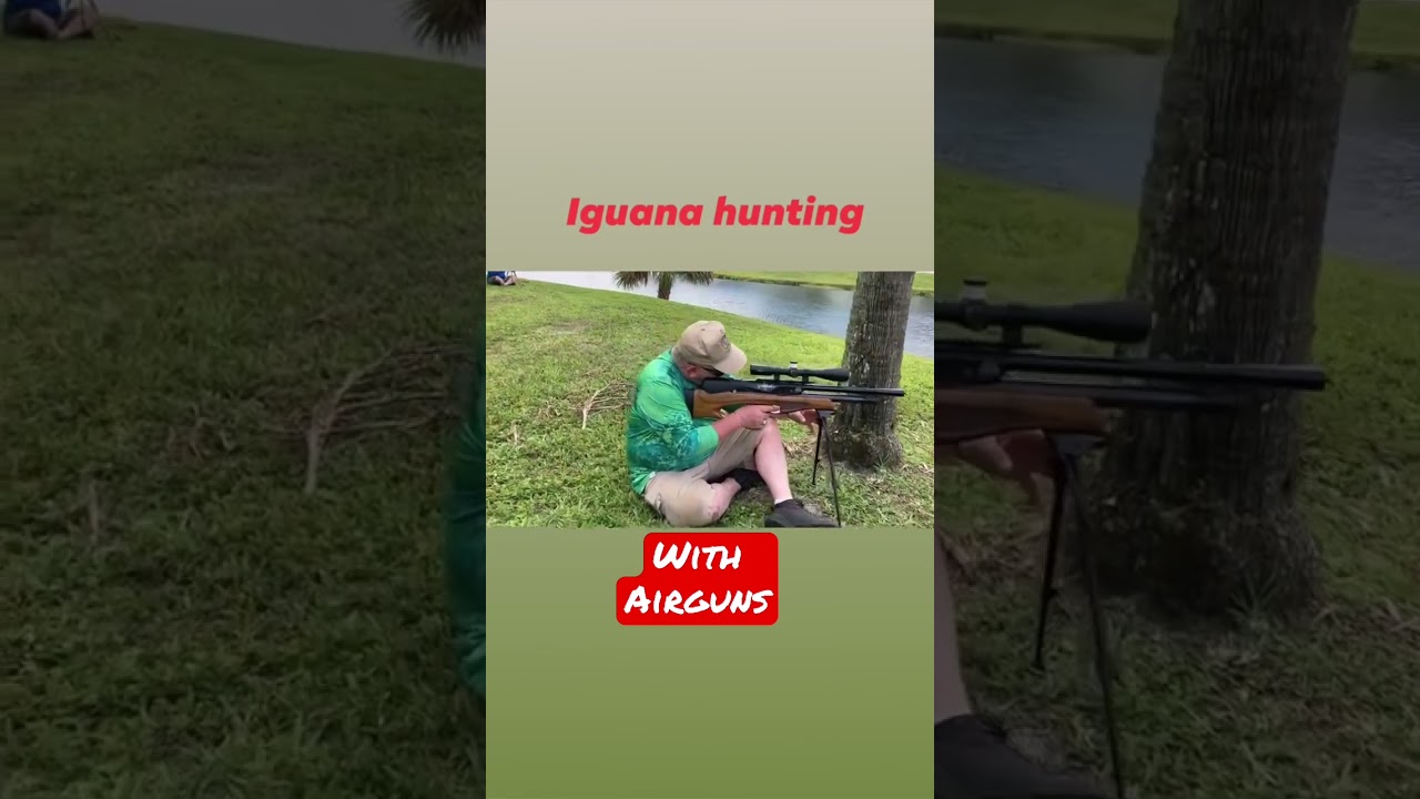 Spring break iguana hunting in Florida