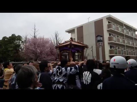 かなまら祭り　2016　神輿巡行　川崎大師横