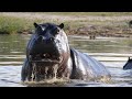 Moremi, the Kindgom of the Hippopotamus