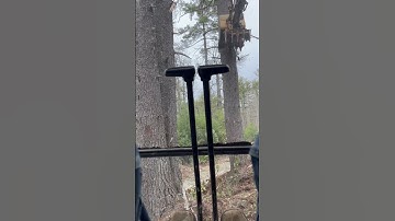 Pushing a huge tree into power lines #excavator #cat #construction