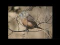 ヘキチョウ(1)外来種(さいたま市) - White-headed Munia - Wild Bird - 野鳥 動画図鑑