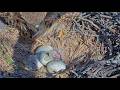 Bittersweet Hatch News At Red-tailed Hawk Nest: One Chick Emerges, One Dies | May 3, 2026