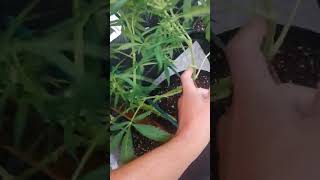 2023 1st Week OUTDOOR GANJA GROW 3 SEED BAG PLANTS #coloradolife #medicalmarijuanapatient ❤️✌️😀